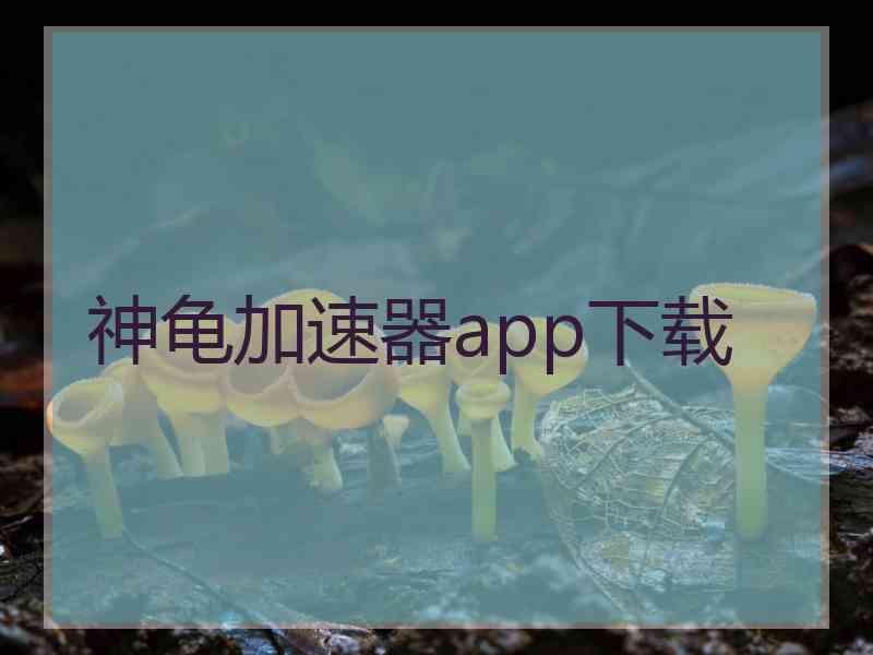 神龟加速器app下载